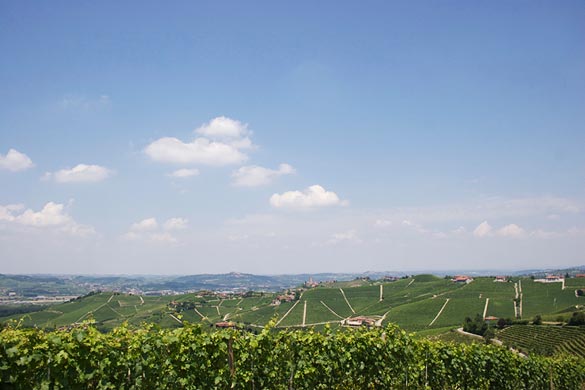 vineyard-wedding-in-Piemonte-Italy vineyard-wedding-in-Piemonte-Italy